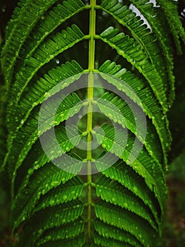 albizia julibrissin or mimosa plant Easily grown in average, medium moisture, well-drained soils in full sun to light shade photo