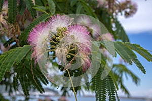 Albizia julibrissin ornamental flowering tree, pink and white hair flowers in bloom