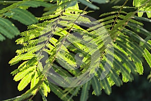 Albizia Julibrissin `rosea` leaves at backlight sunset. Green background.