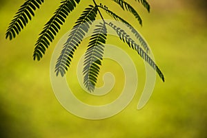 Albizia Julibrissin `rosea` leaves at backlight sunset. Green background.