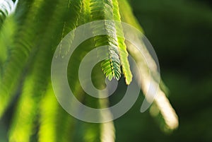 Albizia Julibrissin `rosea` leaves at backlight sunset. Green background.