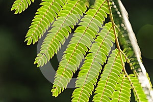 Albizia Julibrissin `rosea` leaves at backlight sunset. Green background.