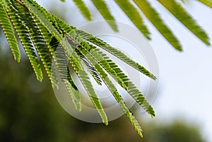 Albizia Julibrissin `rosea` leaves at backlight sunset. Green background.