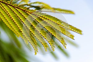 Albizia Julibrissin `rosea` leaves at backlight sunset. Green background.