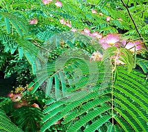 Albizia Julibrissin silk tree