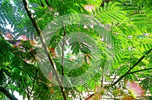 Albizia Julibrissin silk tree