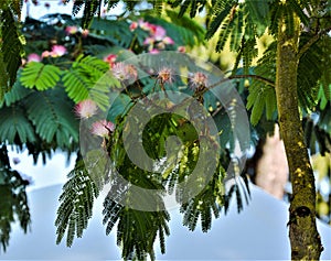 PersianÃÂ silkÃÂ tree, Albizia julibrissin var. Rosea photo