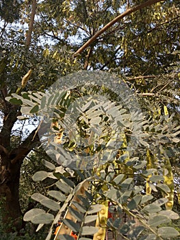 Albizia Lebbeck