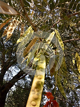 Albizia Lebbeck