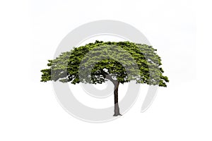 Albizia saman isolated on white background