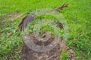 Albizia tree