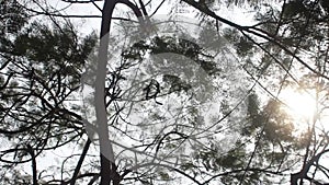 Albizia. View of the tree from below