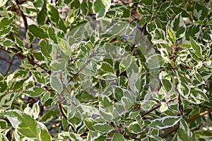 Albomarginata trees garden cultivation.