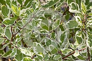 Albomarginata trees garden cultivation.