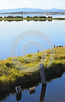 The Albufera natural park, a wetland of international importance in the Valencia region, threatened by water pollution and unsusta
