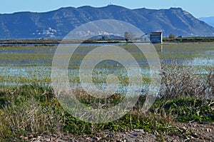 The Albufera natural park, a wetland of international importance in the Valencia region, threatened by water pollution and unsusta