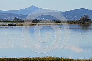 The Albufera natural park, a wetland of international importance in the Valencia region, threatened by water pollution and unsusta