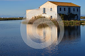 The Albufera natural park, a wetland of international importance in the Valencia region, threatened by water pollution and unsusta