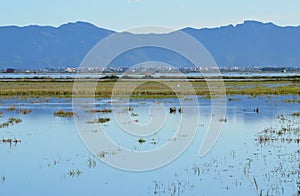 The Albufera natural park, a wetland of international importance in the Valencia region, threatened by water pollution and unsusta