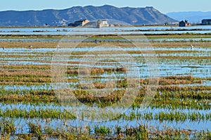 The Albufera natural park, a wetland of international importance in the Valencia region, threatened by water pollution and unsusta