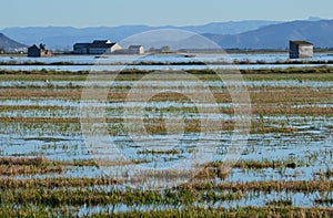 The Albufera natural park, a wetland of international importance in the Valencia region, threatened by water pollution and unsusta