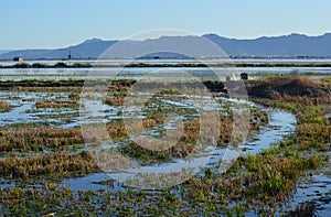 The Albufera natural park, a wetland of international importance in the Valencia region, threatened by water pollution and unsusta