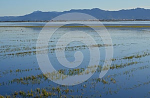 The Albufera natural park, a wetland of international importance in the Valencia region, threatened by water pollution and unsusta