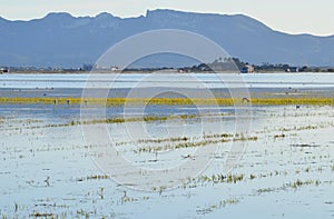 The Albufera natural park, a wetland of international importance in the Valencia region, threatened by water pollution and unsusta