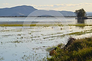 The Albufera natural park, a wetland of international importance in the Valencia region, threatened by water pollution and unsusta