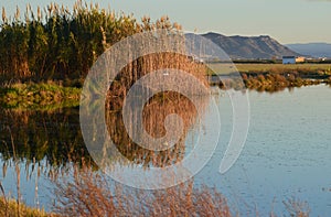 The Albufera natural park, a wetland of international importance in the Valencia region, threatened by water pollution and unsusta