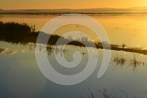 The Albufera natural park, a wetland of international importance in the Valencia region, threatened by water pollution and unsusta