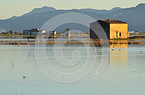 The Albufera natural park, a wetland of international importance in the Valencia region, threatened by water pollution and unsusta