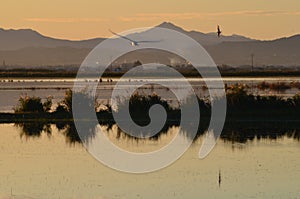 The Albufera natural park, a wetland of international importance in the Valencia region, threatened by water pollution and unsusta