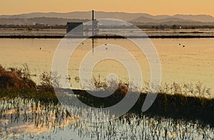 The Albufera natural park, a wetland of international importance in the Valencia region, threatened by water pollution and unsusta