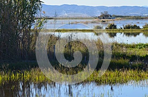The Albufera natural park, a wetland of international importance in the Valencia region, threatened by water pollution and unsusta