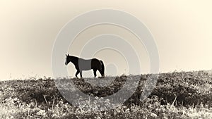 Albumen Print - Horse Silhouette Against Sky