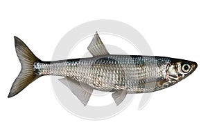 Alburnus alburnus, Ablet