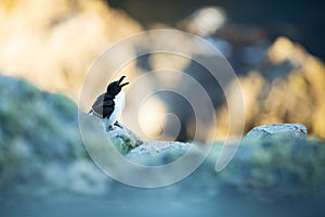 Alca torda. Runde Island. Norway`s wildlife. Beautiful picture. From the life of birds. Free nature. Runde Island in Norway. Scand