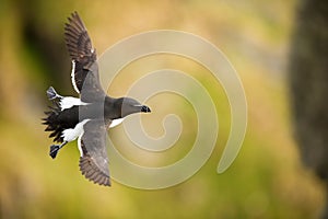 Alca torda. Runde Island. Norway`s wildlife. Beautiful picture. From the life of birds. Free nature. Runde Island in Norway. Scand