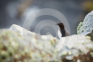 Alca torda. Runde Island. Norway`s wildlife. Beautiful picture. From the life of birds. Free nature. Runde Island in Norway. Scand