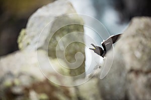 Alca torda. Runde Island. Norway`s wildlife. Beautiful picture. From the life of birds. Free nature. Runde Island in Norway. Scand