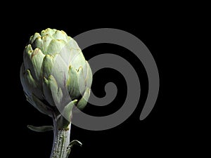 ALCACHOFA - ARTICHOKE photo