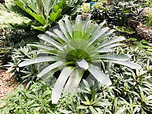 Alcantarea brasiliana or Brasiliana bromeliad.