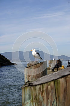 Alcatraz - Sea Gull