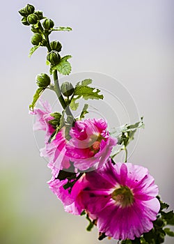 Alcea, commonly known as Hollyhocks photo