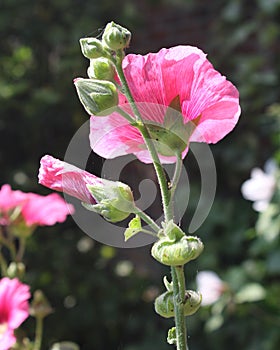 Alcea rosea