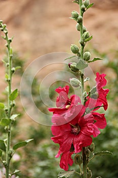 Alcea rosea