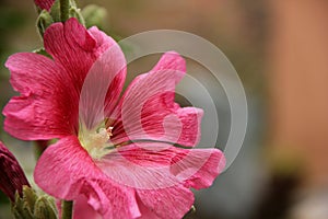 Alcea rosea