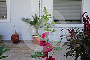 Alcea rosea blooms in August. Rhodes Island, Greece