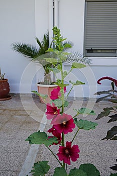 Alcea rosea blooms in August. Rhodes Island, Greece